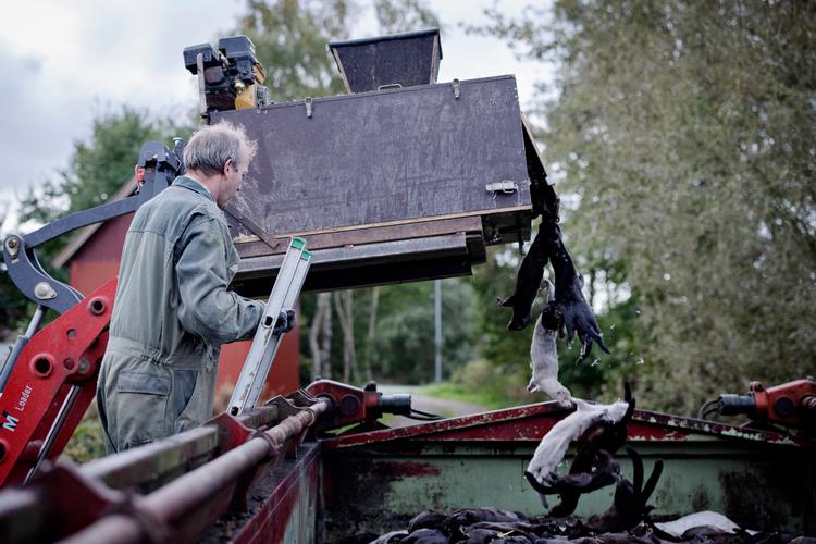 Et bredt flertal er enige om, at minkavlere skal kunne få udbetalt erstatning hurtigere, end det først aftalt (arkiv) Foto: Marius Renner