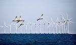Havvindmøller er gode for klimaet, knap så gode for fugle og havmiljøet. Nu skal der sættes penge af til at rette op på naturskaderne. Foto: Jens Dresling