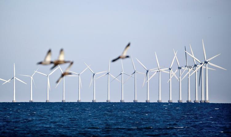 Havvindmøller er gode for klimaet, knap så gode for fugle og havmiljøet. Nu skal der sættes penge af til at rette op på naturskaderne. Foto: Jens Dresling