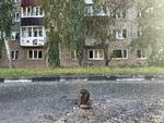 En granat har boret sig ned i jorden under beskydningen af Sjebekino. Billedet er uddelt af guvernørens kontor og viser angiveligt følgerne af en eksil-russisk milits' angreb på byen. Foto: Governor Of Belgorod Region/Ritzau Scanpix