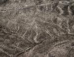 Aben, en af de mest kendte og genkendelige geoglyffer ved Nazca i Peru. Foto: (c) Markus Leupold-löwenthal;licence: Cc-by-sa 3.0