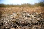 Fra torsdag klokken 09.00 indføres der afbrændingsforbud i Holbæk, Kalundborg og Odsherred Kommune. Arkivfoto. Foto: Jens Dresling