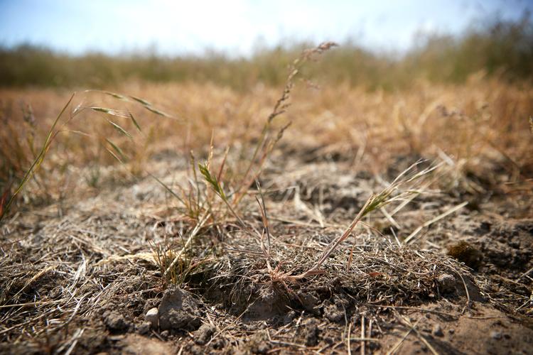 Fra torsdag klokken 09.00 indføres der afbrændingsforbud i Holbæk, Kalundborg og Odsherred Kommune. Arkivfoto. Foto: Jens Dresling