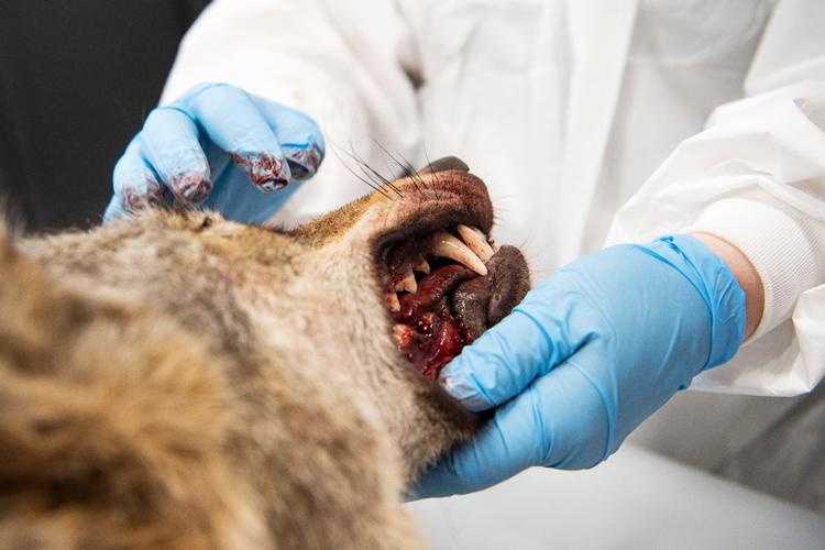 DTU Veterinærinstitut i København undersøgte i 2018 en ulv, der var blevet skudt ved Ulfborg. Foto: Gregers Tycho/RITZAU