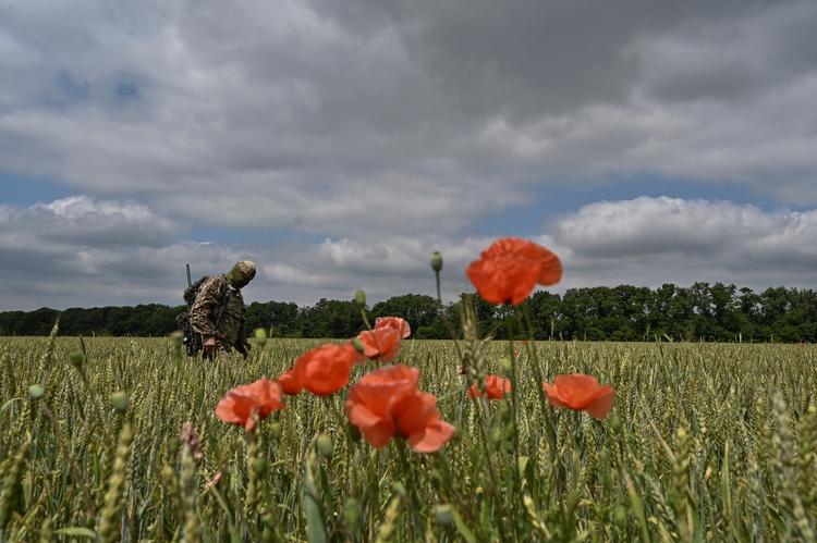 En ukrainsk soldat går rundt i en kornmark i Zaporizjzja-regionen, hvor ukrainerne nu har generobret en landsby. Foto: Stringer/Ritzau Scanpix