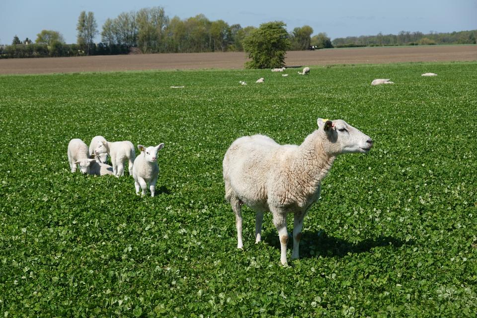 Ved Maribosøerne kommer vi tæt på både får og køer sat ind som naturpleje af de store engarealer.  Foto: Malin Kristina Westerlund
