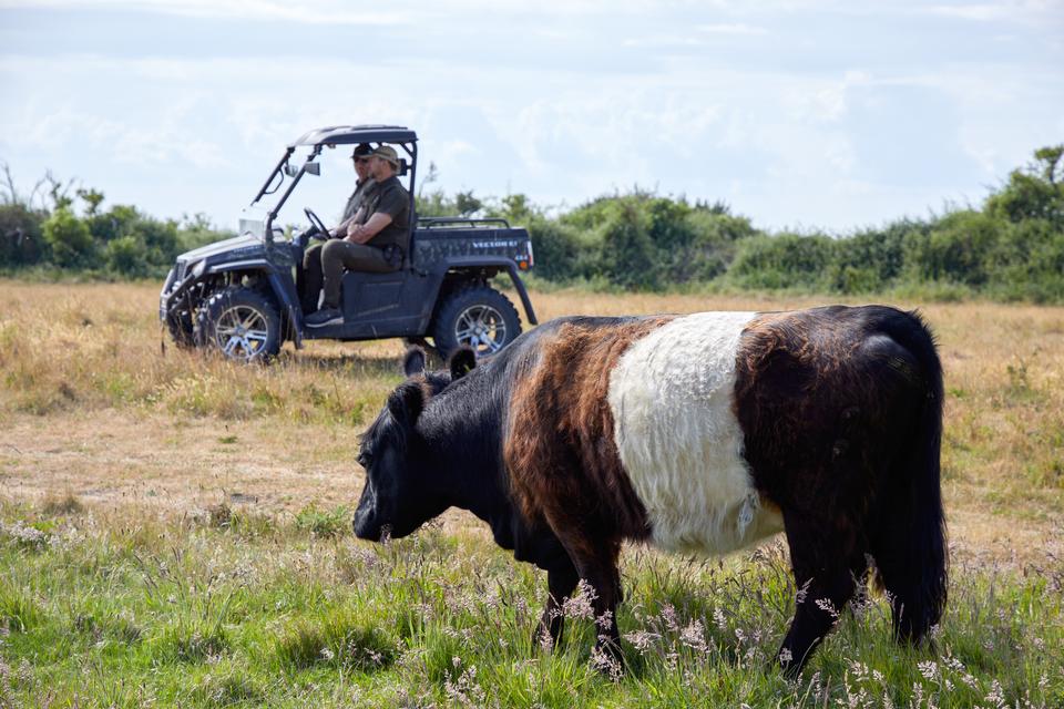 Forvalter Steen Højgaard på Vejrø bruger sin utv, der skal udskiftes med en eldreven, når han passer galloway-kvæget. Foto: Morten Langkilde