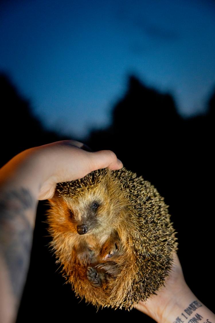 Sophie Lund Rasmussen samarbejder​ med Verdensnaturfonden WWF Danmark i en kampagne, hvor alle danskere opfordres til at tælle pindsvin, hvor end de bor, lørdag 12. august. Foto: Mads Nissen