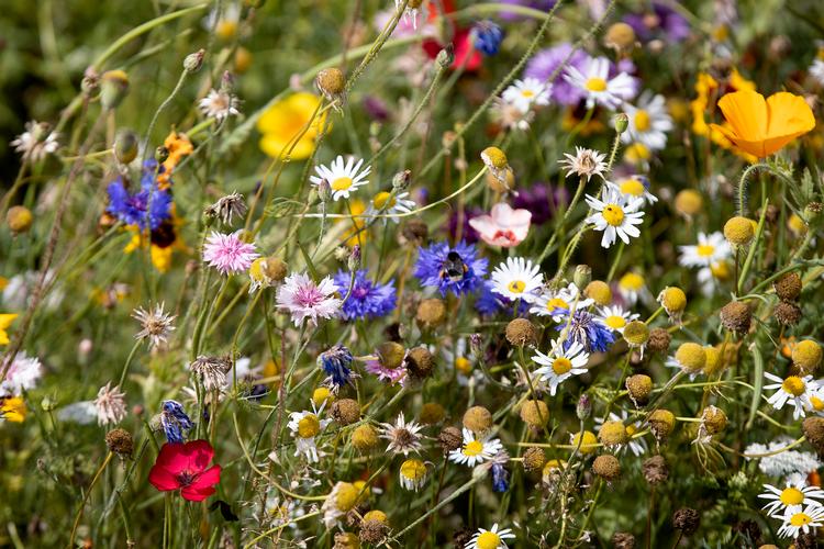 Foto: Finn Frandsen (arkiv)