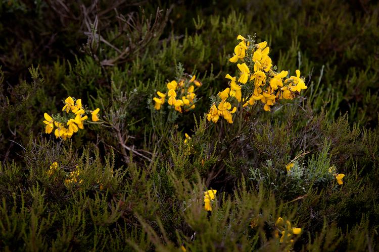 Der skal endeligt stemmes om naturloven i EU-Parlamentet 12. juli. Loven kan blandt andet få betydning for de danske heder.  Foto: Finn Frandsen
