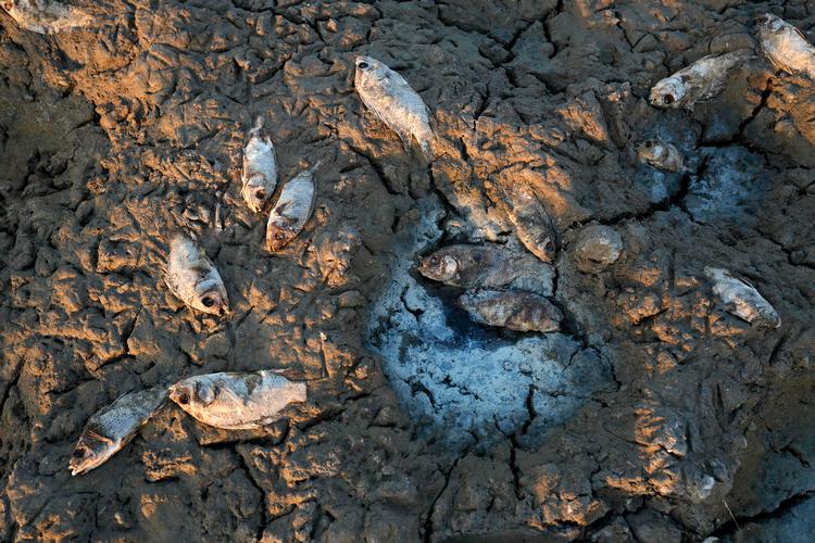 Foto: Asaad Niazi/Ritzau Scanpix