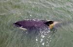 En spækhugger er tidligere blevet spottet i Limfjorden. Foto: René Schütze/Fotograf René Schütze