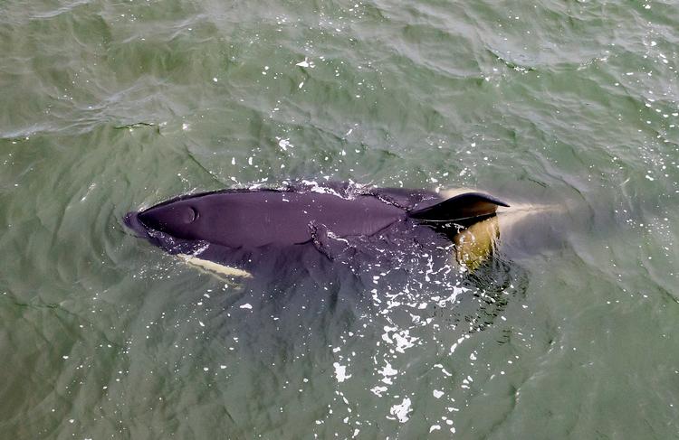 En spækhugger er tidligere blevet spottet i Limfjorden. Foto: René Schütze/Fotograf René Schütze