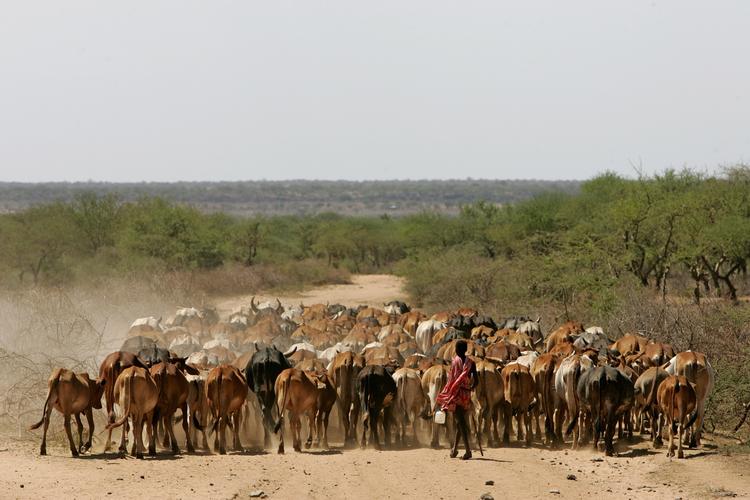 Det er det globale syd, der må betale den højeste pris for den sammenbrudte kornaftale i mellem Rusland og Ukraine.  Prisen er i værste fald hungersnød.  (AP Photo/Karel Prinsloo)   Foto: Karel Prinsloo/AP