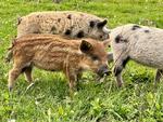 I Kragelund Mose går dyrene ude året rundt og græsser, hvilket hjælper med at holde mosen lys og åben til gavn for planter og biodiversitet. Disse ungarske uldgrise er på grund af deres tykke lag uld velegnede til at gå ude året rundt. 