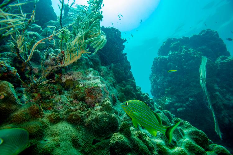 Onsdag denne uge slog den globale gennemsnitstemperatur verdensrekord med 20,96 grader for verdenshavenes overfladetemperatur. Målingen kommer på et tidspunkt på året, hvor havene normalt burde være langt fra årets varmeste temperatur. Billedet er fra Key West i Florida.  Foto: Joseph Prezioso/Ritzau Scanpix