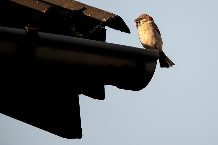 Foto: Peter Hove Olesen