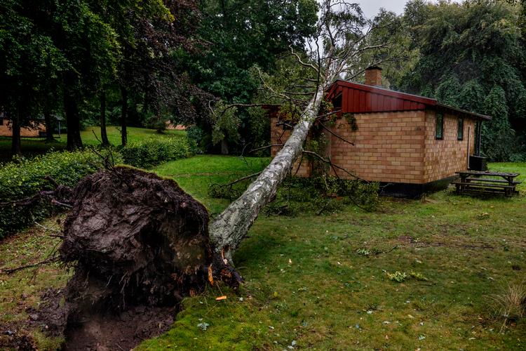 Uvejret har det seneste døgn væltet træer landet over som her i Helsingør Ferieby.  Foto: Jacob Ehrbahn