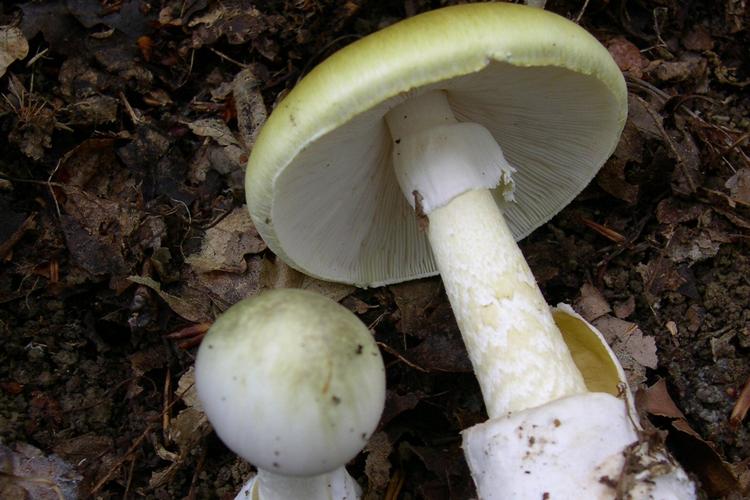 Foto: Archenzo/creative Commons