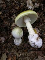 Amanita phalloides. Foto: Archenzo/creative Commons