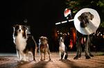 Den forpjuskede border terrier Reggie får nye venner i storbyen, da han bliver forladt af sin herre, der hader hunde. Foto: /United International Pictures