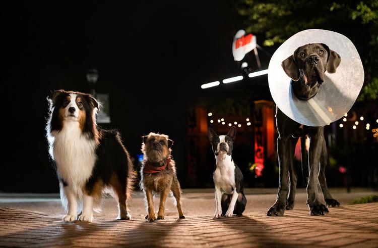 Den forpjuskede border terrier Reggie får nye venner i storbyen, da han bliver forladt af sin herre, der hader hunde. Foto: /United International Pictures