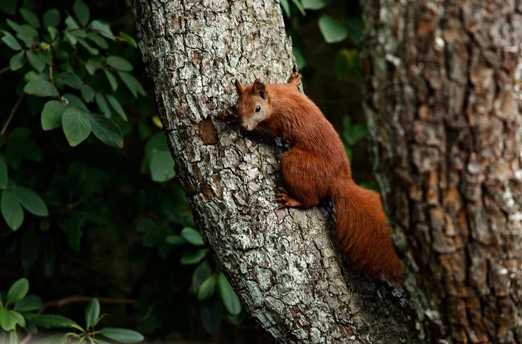 Her er et egern fotograferet i et træ i en baghave i Brønshøj. 
 Brønshøj ligger som bekendt ikke på Amager.   Foto: Jens Dresling