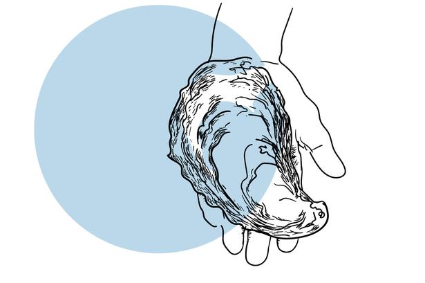 NET-Invasive-Østers