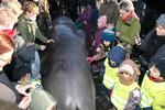 Død Næbhval i Kolding Fjord obduceres på havnen i Kolding i januar 2022. Foto: Anders Brohus