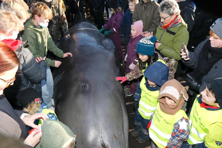Død Næbhval i Kolding Fjord obduceres på havnen i Kolding i januar 2022. Foto: Anders Brohus