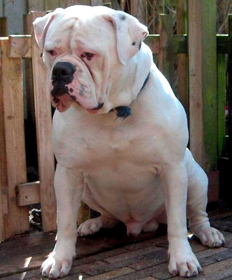 Billedet er et eksempel på en amerikansk Bulldog, der angreb en dreng i England, som havde brug for 200 sting i ansigtet efter angrebet.   Foto: Shutterstock/Ritzau Scanpix