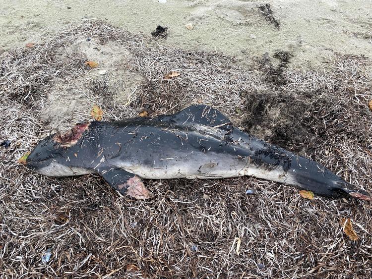Et dødt marsvin er skyllet op på stranden som et symbol på tilstanden i vores kystnære områder.. Privatfoto 