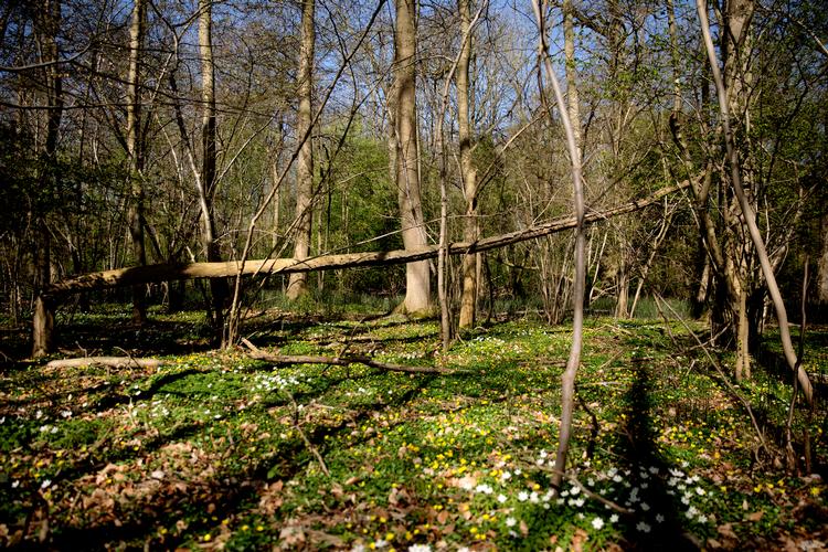 En af de alternative begravelsesformer, der vinder frem, er skovbegravelser, Den første skovbegravelsesplads i Danmark blev oprettet i 2013  i Kohaveskoven ved Odense. Arkivfoto Peter Hove Olesen