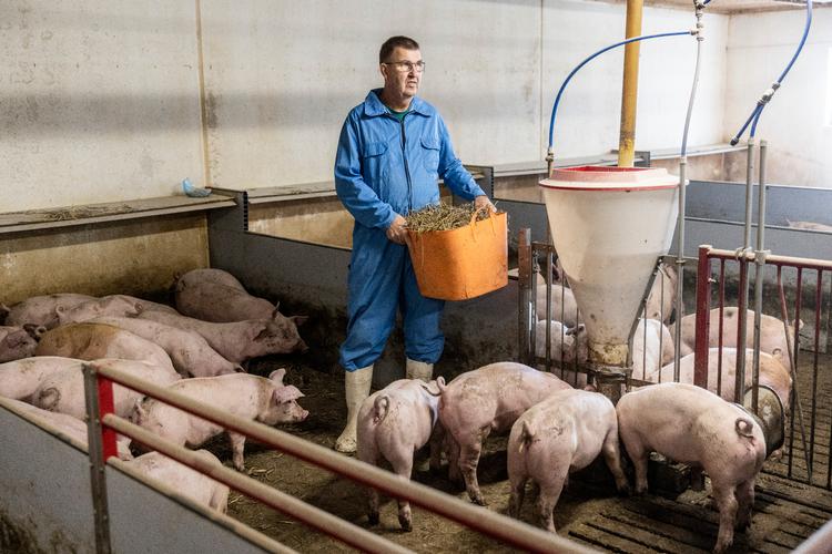 Hvert år producerer landmand Lars Jonsson omkring 6.000 slagtegrise på Brønshøjgaard ved Lynge i Nordsjælland. Foto: Nikolai Linares
