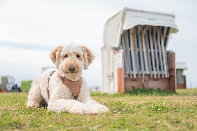 Lugtehunden Yllys er desværre gået til de evige tøjdyrs ildelugtende marker. Så i stedet bringer vi her en labradoodle, en blanding af en puddel og en labrador.   Foto: Mohssen Assanimoghaddam/Ritzau Scanpix