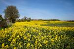 Herhjemme bliver de kritiserede biobrændstoffer produceret af raps. Foto: Jens Dresling