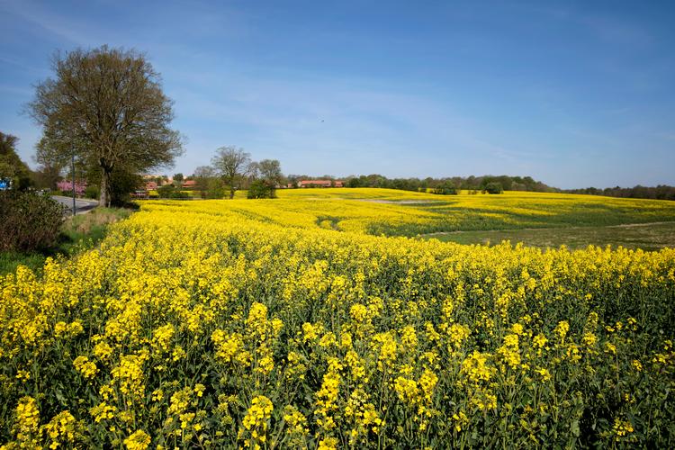 Herhjemme bliver de kritiserede biobrændstoffer produceret af raps. Foto: Jens Dresling