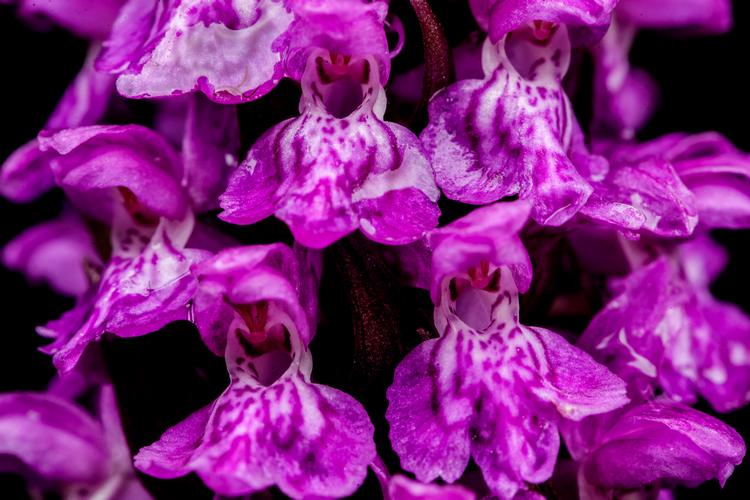 Se lige her. Majgøgeurt fra Ejby Ådal.   Foto: Mads Nissen