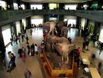 Amerikas Naturhistoriske Museum i New York - af nogle kendt fra filmen 'Nat på museet' - fjerner efter kritik om racisme samtlige jordiske rester fra sin samling. Foto: Thomas Borberg