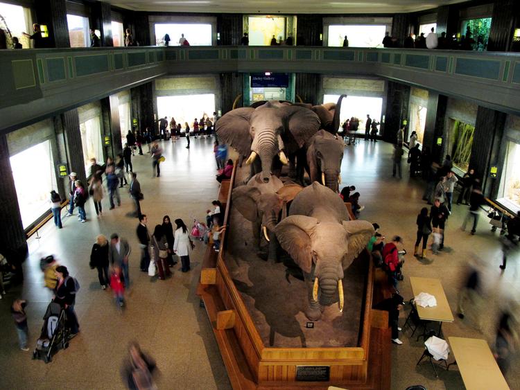 Amerikas Naturhistoriske Museum i New York - af nogle kendt fra filmen 'Nat på museet' - fjerner efter kritik om racisme samtlige jordiske rester fra sin samling. Foto: Thomas Borberg