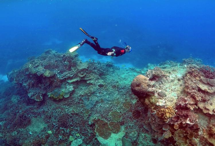 Verdens koralrev går en grum fremtid i møde, vores søer og fjorde gisper efter ilt - og vi nyhedsforbrugere gisper efter nogle nyheder med mere håb, skriver Pernille Tranberg i denne mediekommentar. Foto: David Gray/Ritzau Scanpix