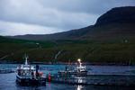 Færøerne indførte i sommer en række restriktioner over for russiske fartøjers adgang til færøske havne, men restriktionerne omfatter ikke skibe, der indgår i fiskeriaftalen. Foto: Jesper Houborg