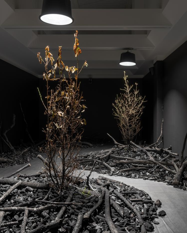 I 'Efter ilden' har Rune Bosse skabt en installation af småtræer, der stikker op i bunker af forkullet træ - og med en duft af bål hængende over rummene. Foto: David Stjernholm