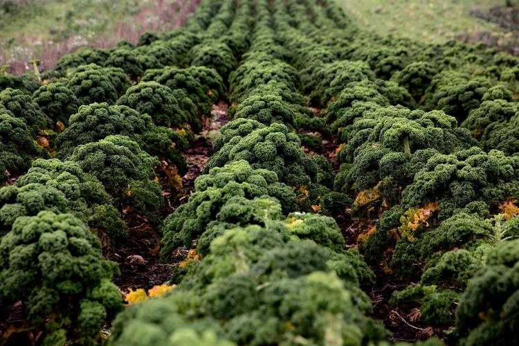 Organisationer som Økologisk Landsforening og Plantebranchen er utilfredse med, at det partnerskab, der blev lovet i regeringsgrundlaget, ikke er med i den økonomiske 2030-plan, der blev præsenteret tirsdag. Foto: Peter Hove Olesen