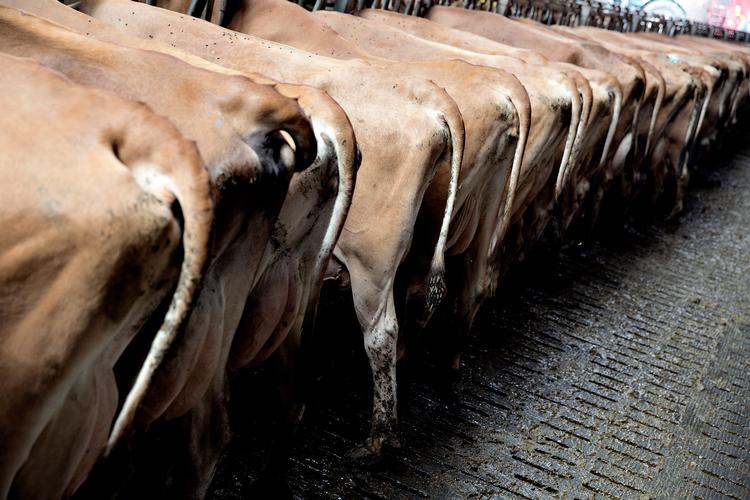Det er velkendt, at Landbrug &amp; Fødevarer ønsker at påvirke, hvordan en afgift for landbrugets udledninger bliver. Lobbyorganisationen er en del af den såkaldt følgegruppe til den ekspertgruppe, der arbejder med en klimaafgift. Men den vidensdeling, der kan have været, er mørklagt. Foto: Joachim Adrian