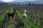 En vinmark i det centrale Chile er beplantet med  druesorten carmenère. Sorten blev i årevis betragtet som uddød, men blev genopdaget for knap 30 år siden.  Foto: Pablo Cozzaglio/Ritzau Scanpix