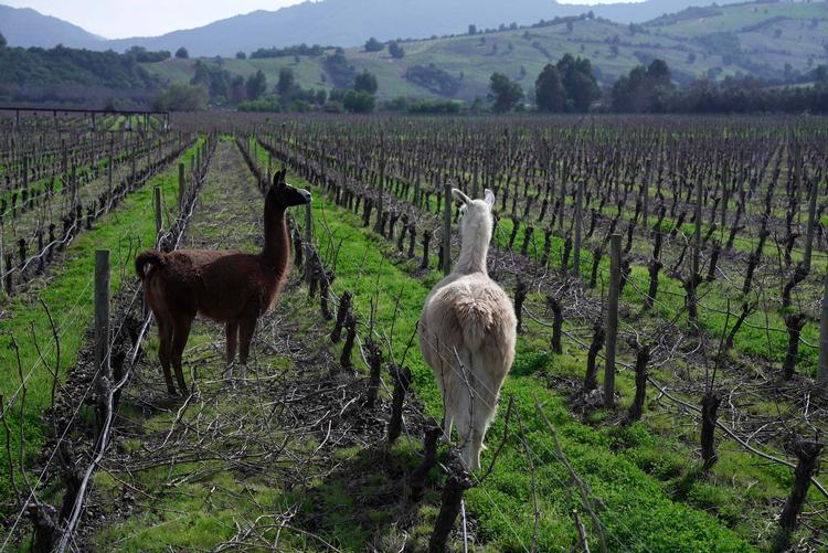 En vinmark i det centrale Chile er beplantet med  druesorten carmenère. Sorten blev i årevis betragtet som uddød, men blev genopdaget for knap 30 år siden.  Foto: Pablo Cozzaglio/Ritzau Scanpix