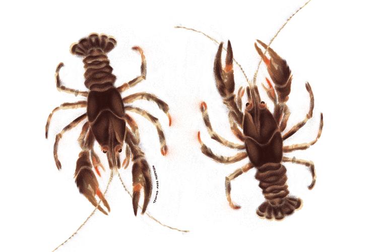 Over 1.800 planter og dyr er på listen over truede dyr i Danmark. I denne uge blev den såkaldte rødliste udvidet med blandt andet flodkrebsen.  Illustration:  Mads Pedersen