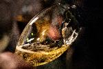Champagne er mange ting, men ikke billigt. De dyre dråber kan dog købes til halv pris, hvis man køber dem direkte fra franske vinbutikker. Foto: Peter Klint