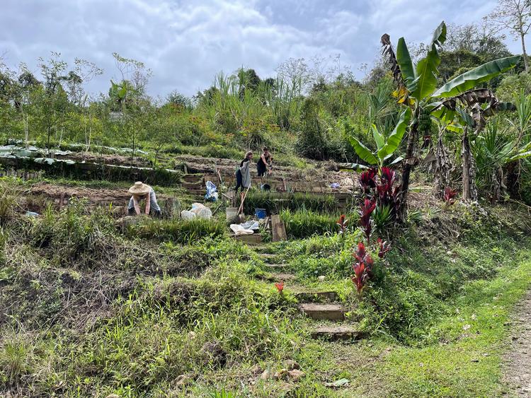 I løbet af vores tid på gården arbejder vi meget på at klargøre de lange bede op ad skrænten. Alba drømmer om at udbygge området, så bliver så stort, at gården bliver selvforsynende med grøntsager. Lige nu er der bønner, yuca, bananer, porrer og krydderurter, og vi er ved at gøre klar til at plante nyt. Fordi temperaturen er nogenlunde konstant i Cartargo-regionen, kan mange af grøntsagerne dyrkes året rundt. 